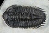 Coltraneia Trilobite Fossil - Huge Faceted Eyes #165842-2